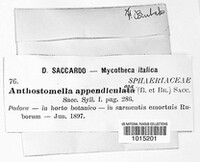 Anthostomella appendiculata image